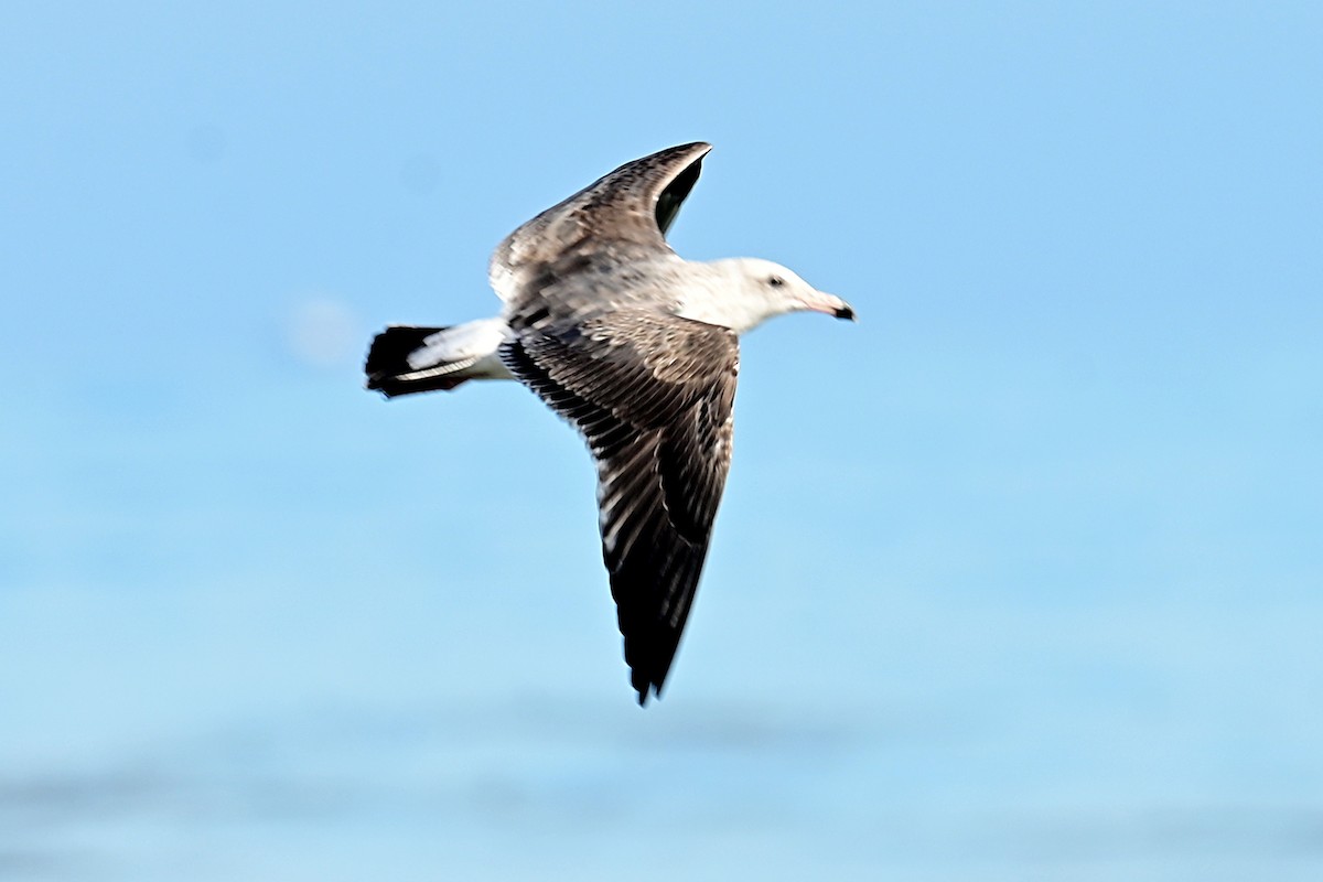 Western Gull - ML647559806