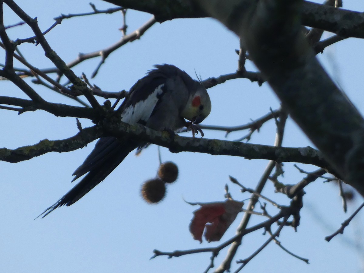 Cockatiel - ML647559807