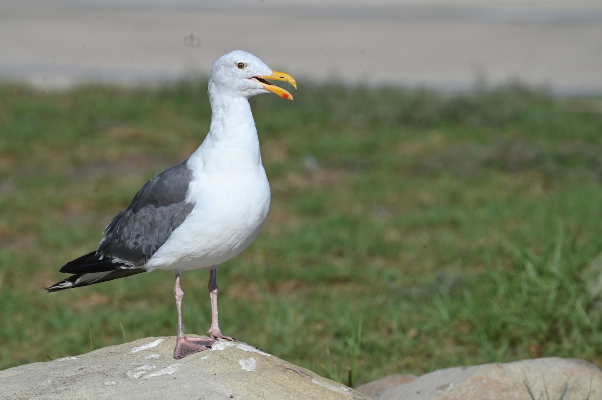 Western Gull - ML647559808