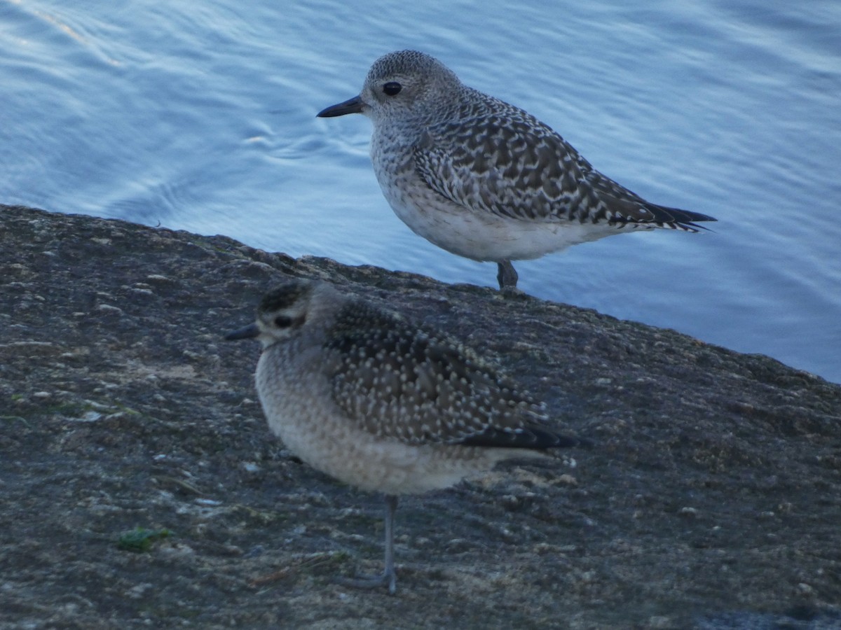 Black-bellied Plover - ML647559837