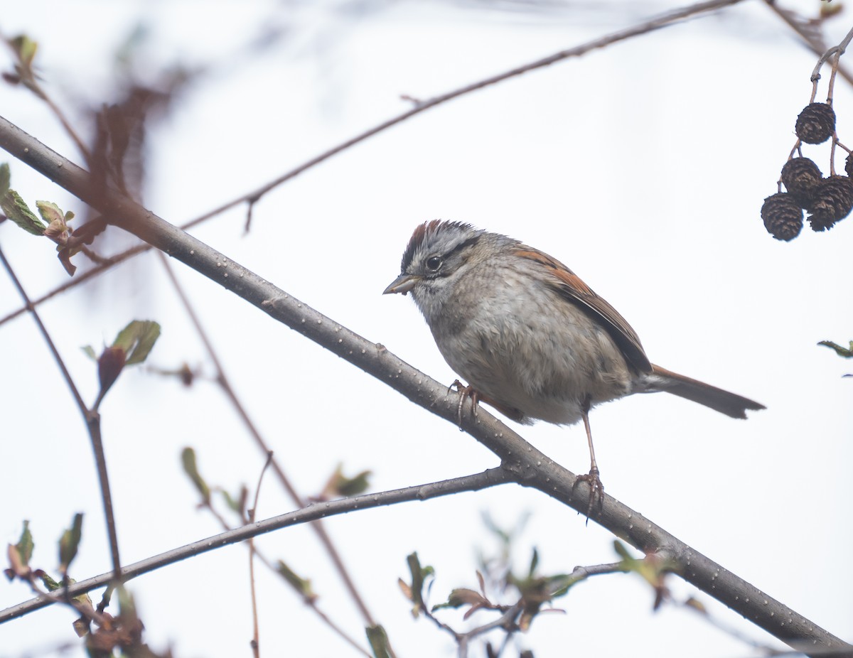 Болотная зонотрихия - ML647559842