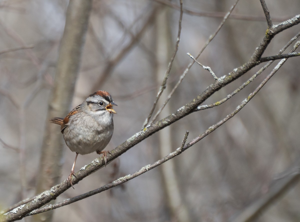 Болотная зонотрихия - ML647559843