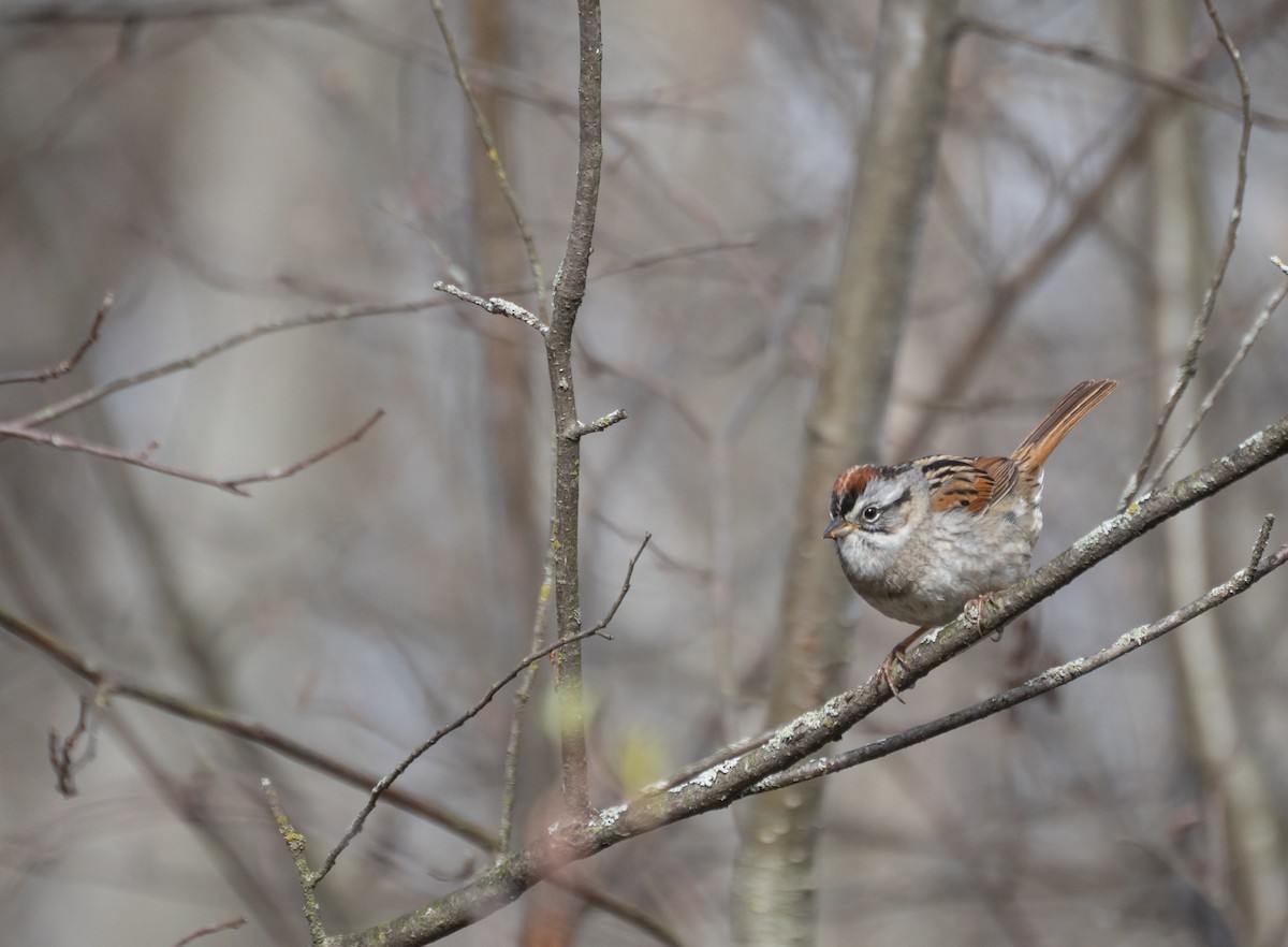 Болотная зонотрихия - ML647559844