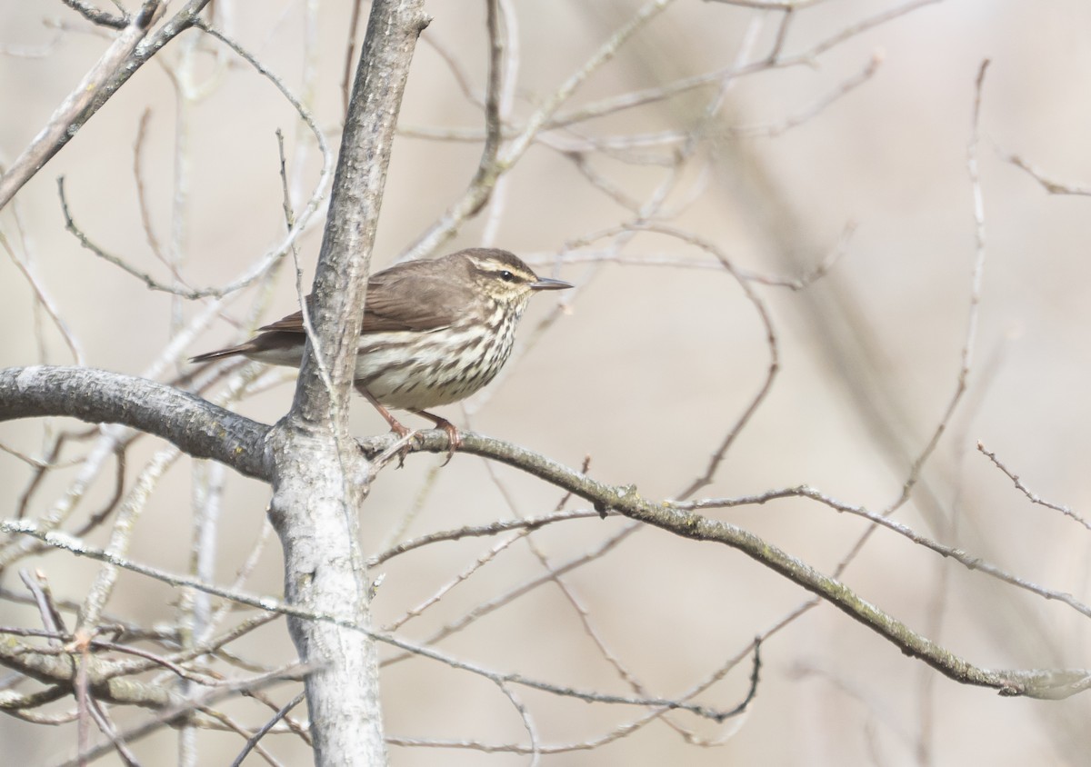Northern Waterthrush - ML647559847