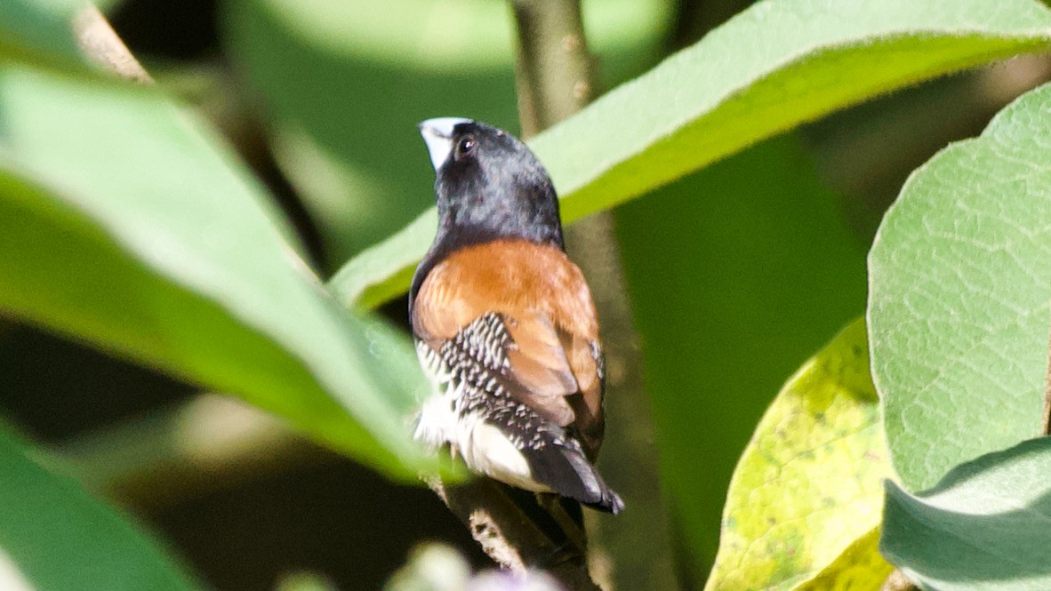 Alaca Munya (nigriceps/woltersi) - ML647559857