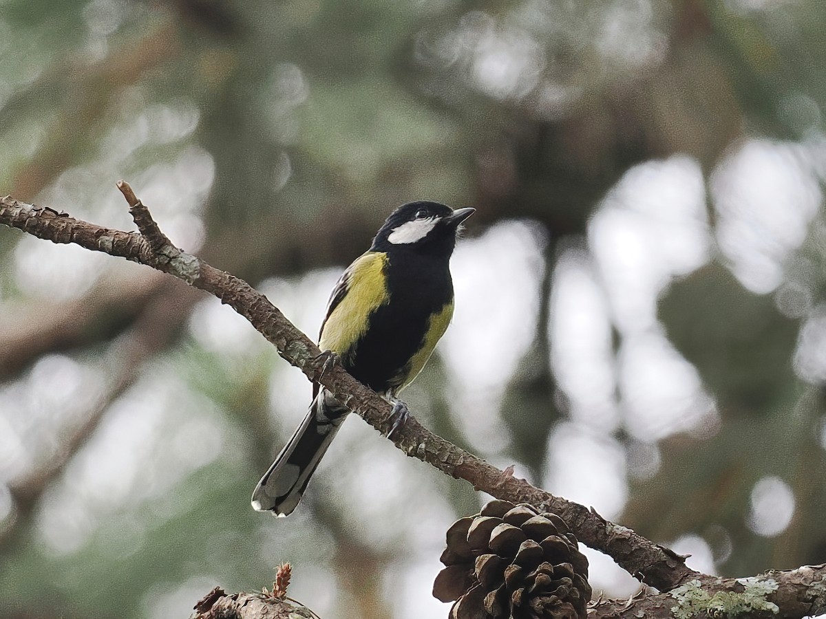 Bergkohlmeise - ML647559868