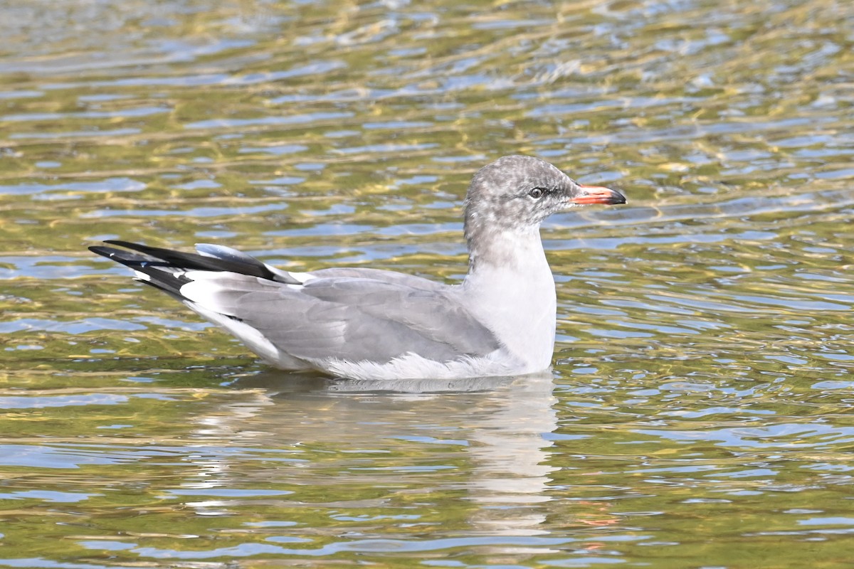 Heermann's Gull - ML647559869