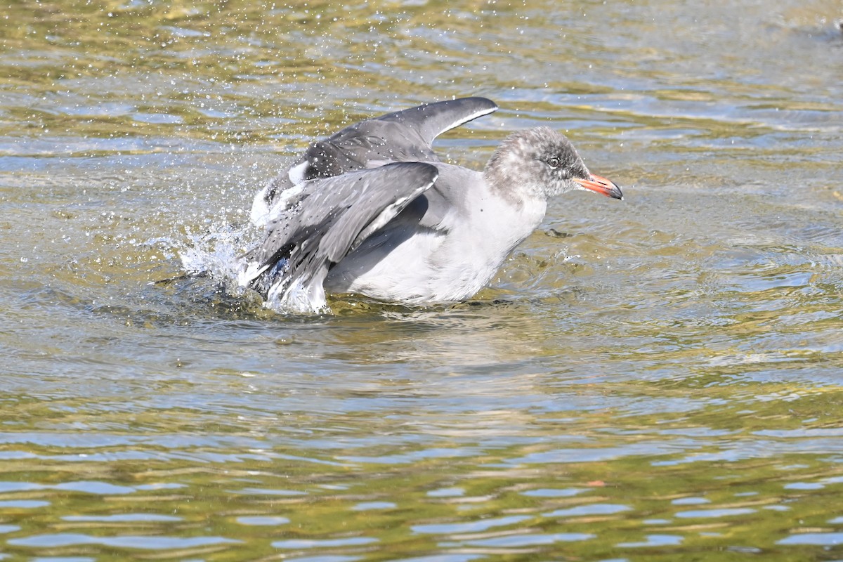 Heermann's Gull - ML647559870