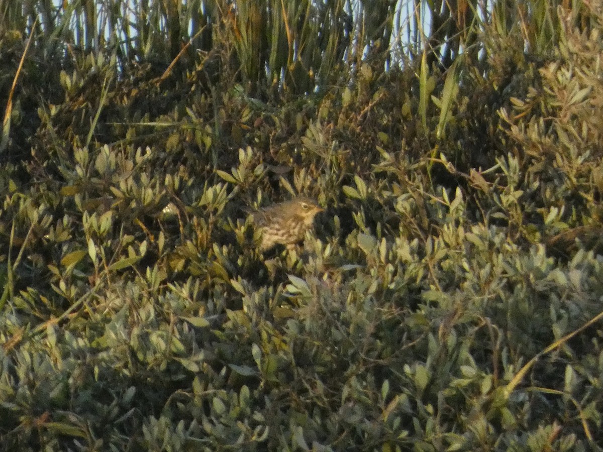 Rock Pipit - ML647559885