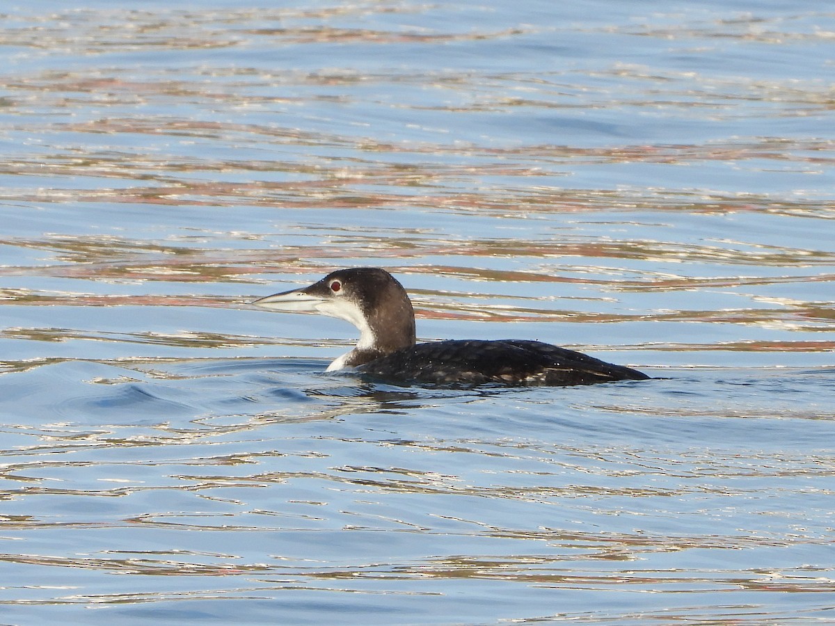 Common Loon - ML647559890