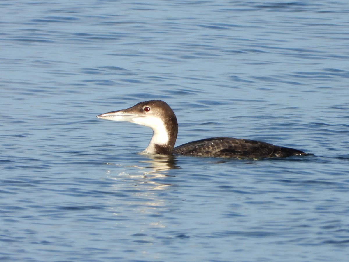 Common Loon - ML647559891