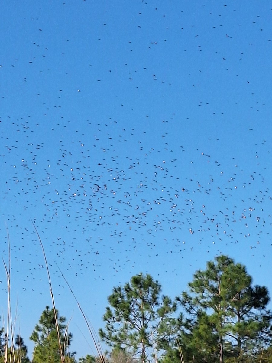 Tree Swallow - ML647559899