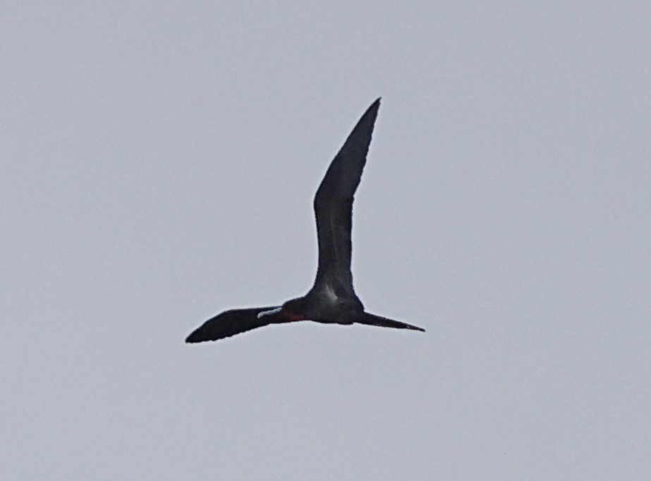 פריגט גדול - ML647559920