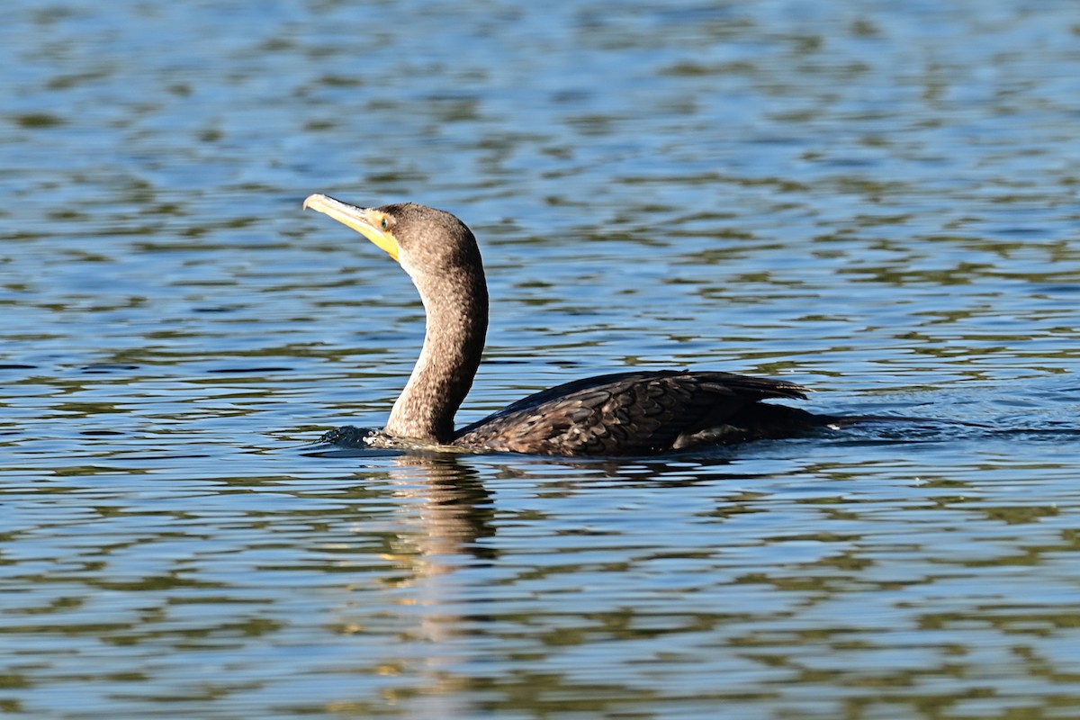 Double-crested Cormorant - ML647559932