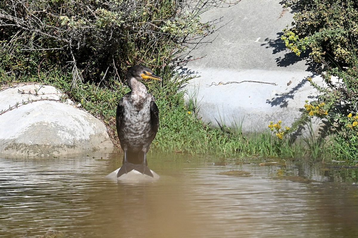 Double-crested Cormorant - ML647559933