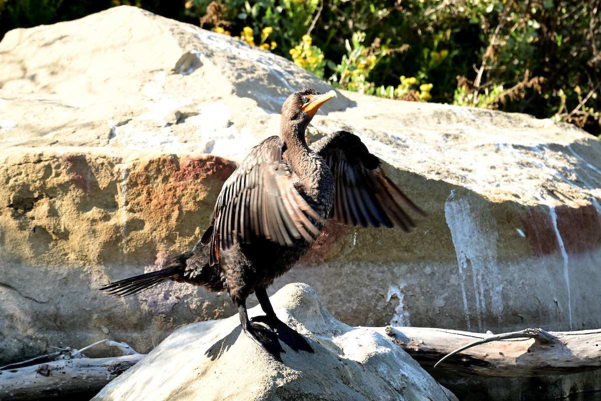 Double-crested Cormorant - ML647559934