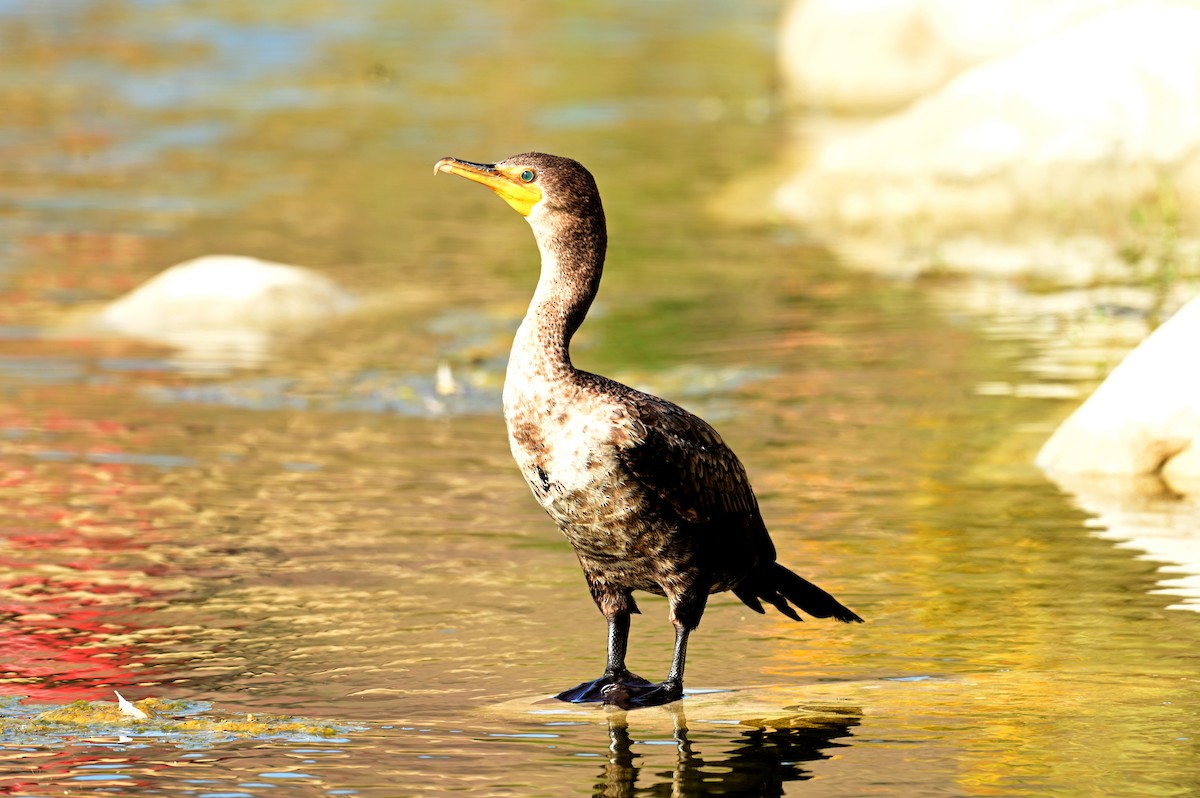 Double-crested Cormorant - ML647559935