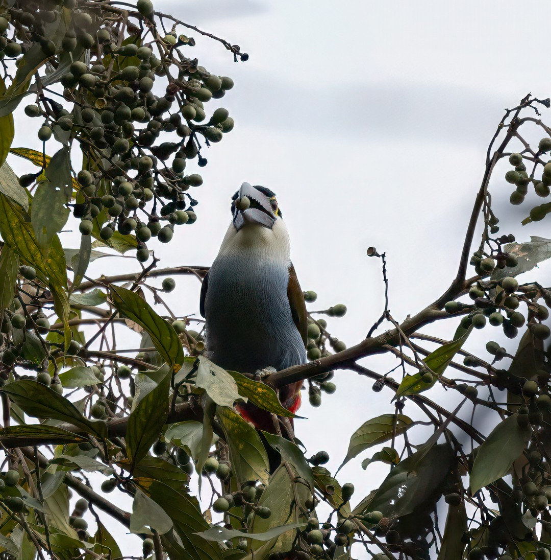 Андигена білощока - ML647559936