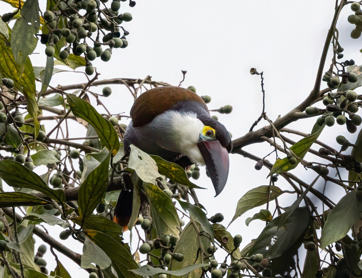 Андигена білощока - ML647559937