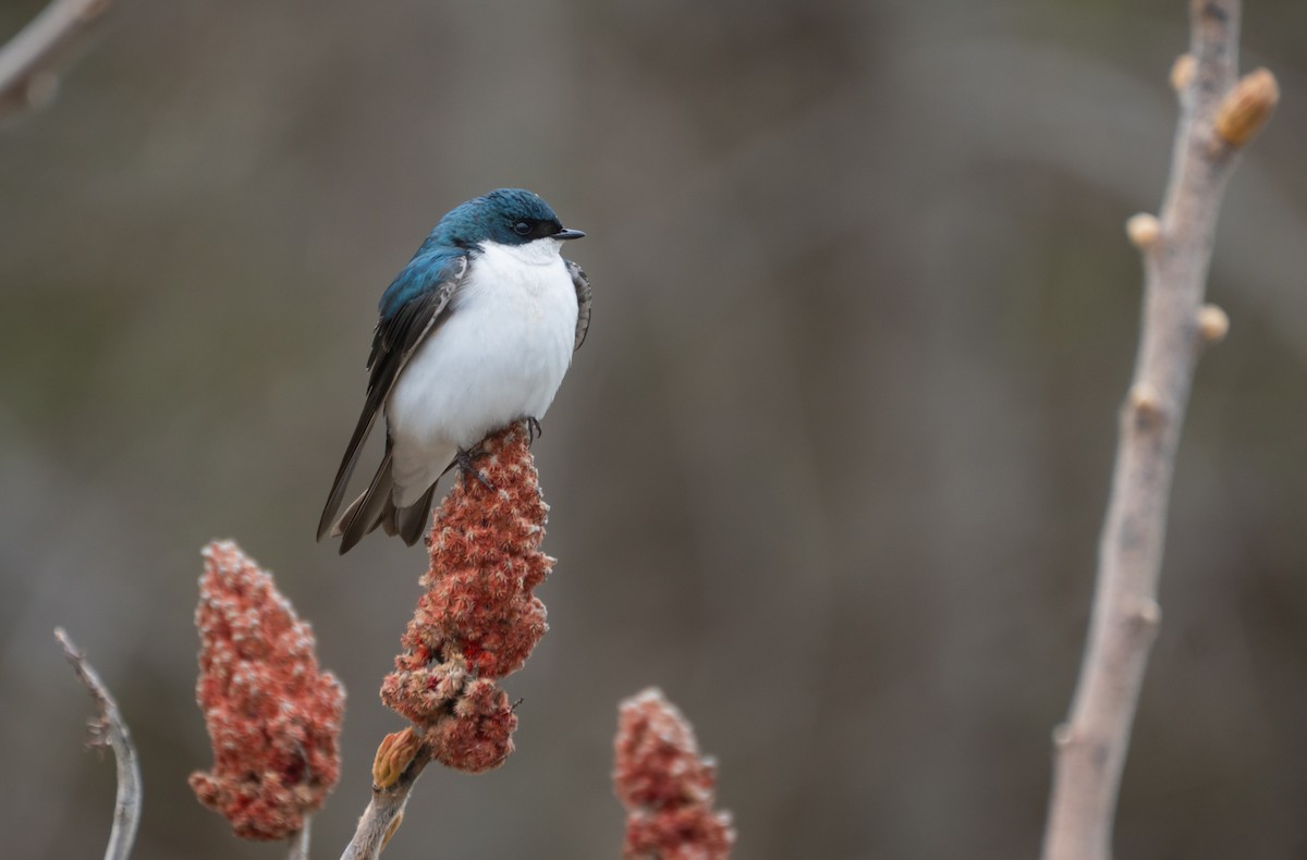 Tree Swallow - ML647559938