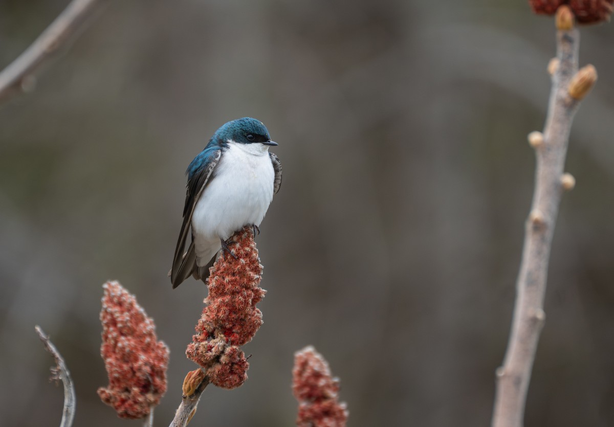 Tree Swallow - ML647559939