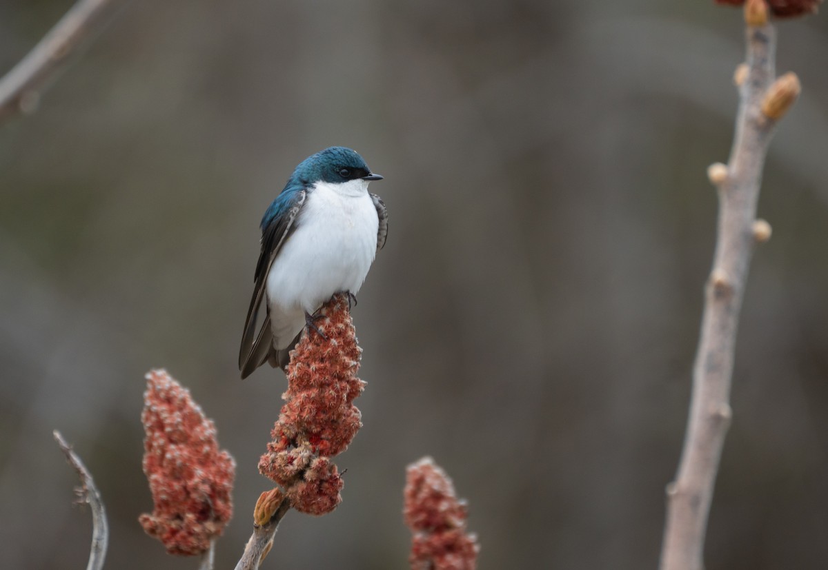 Tree Swallow - ML647559940