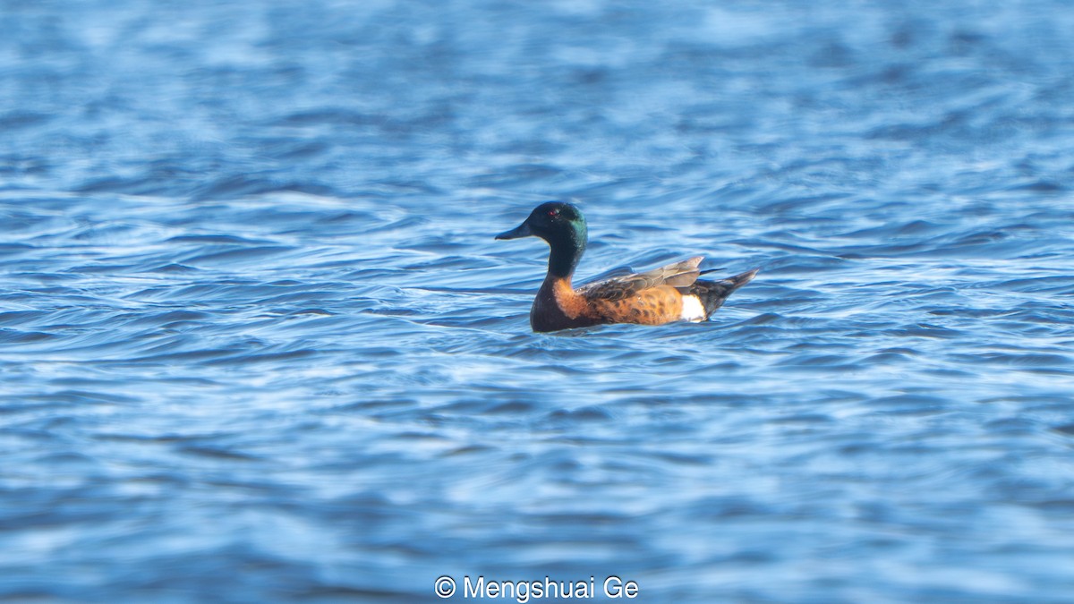 Chestnut Teal - ML647559942