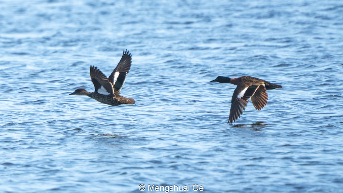 Chestnut Teal - ML647559943