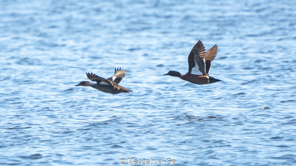 Chestnut Teal - ML647559944