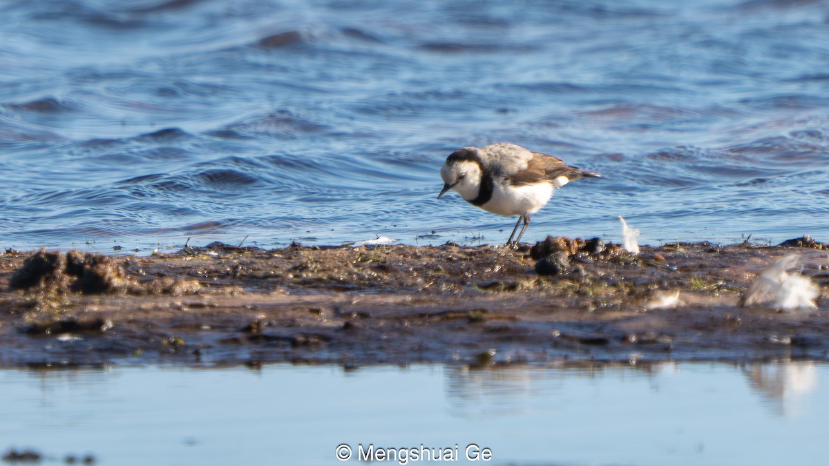 White-fronted Chat - ML647559948