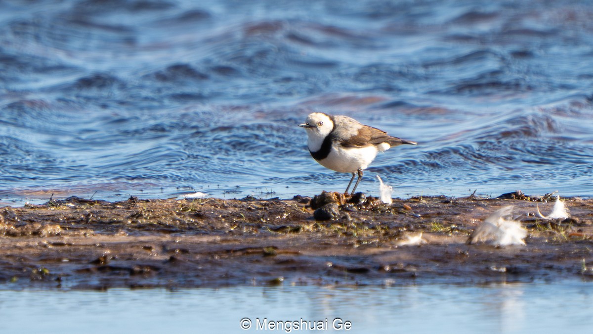White-fronted Chat - ML647559949