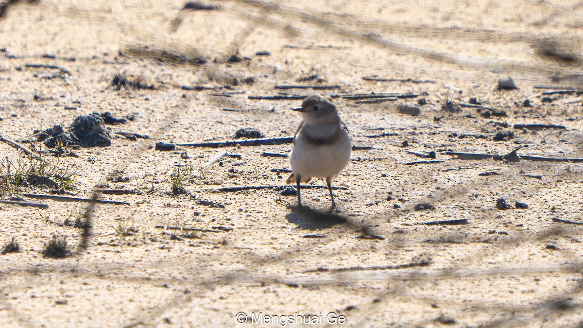 White-fronted Chat - ML647559950