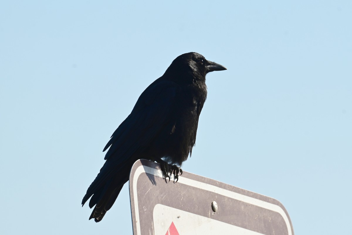 American Crow - ML647559951