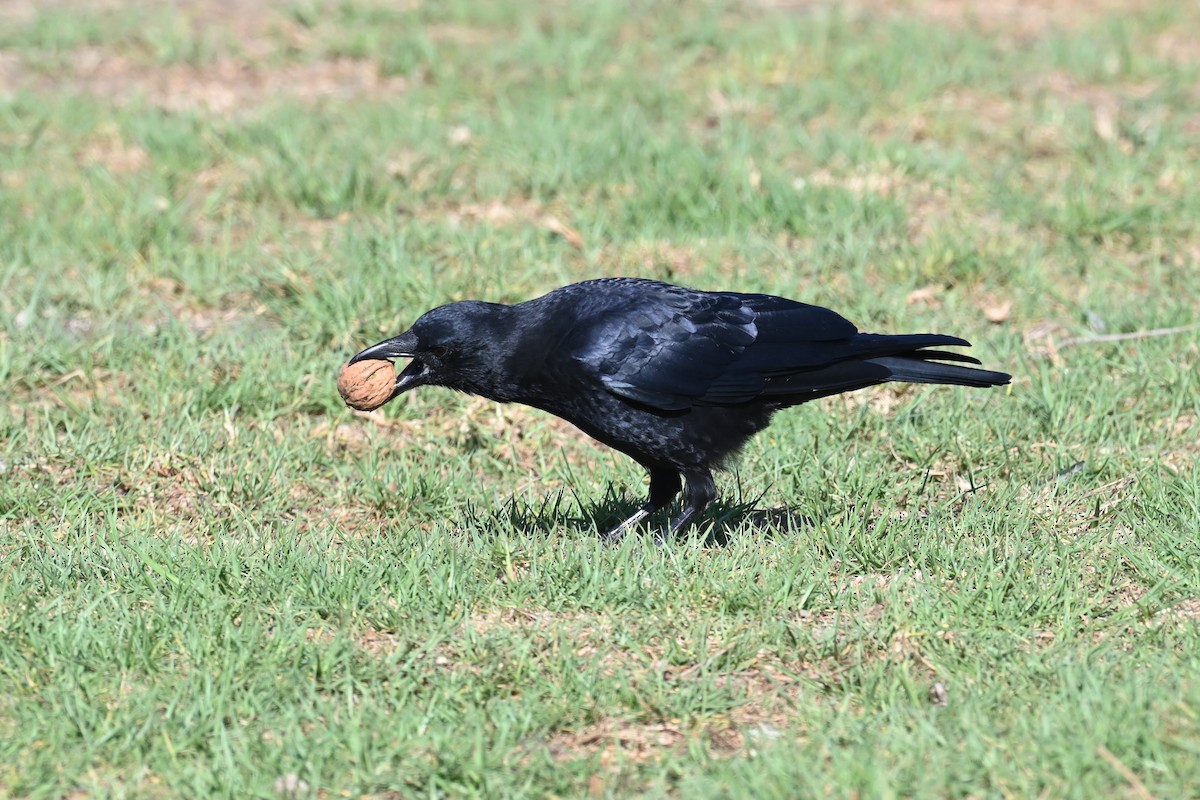 American Crow - ML647559952