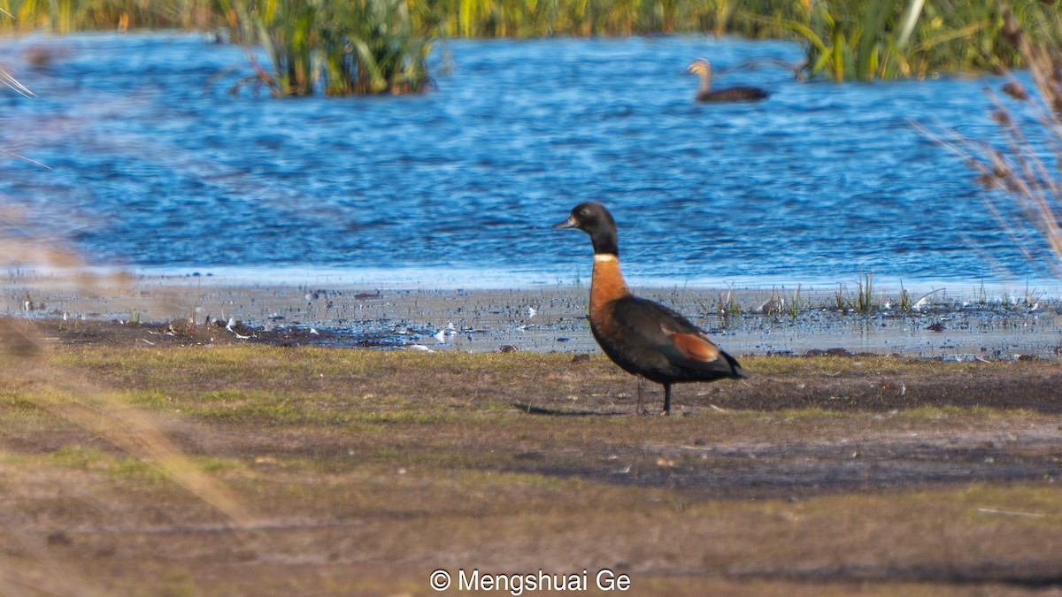 Галагаз австралійський - ML647559953