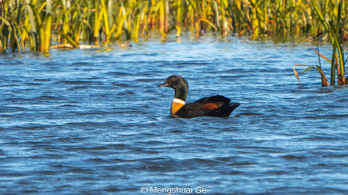 Галагаз австралійський - ML647559954