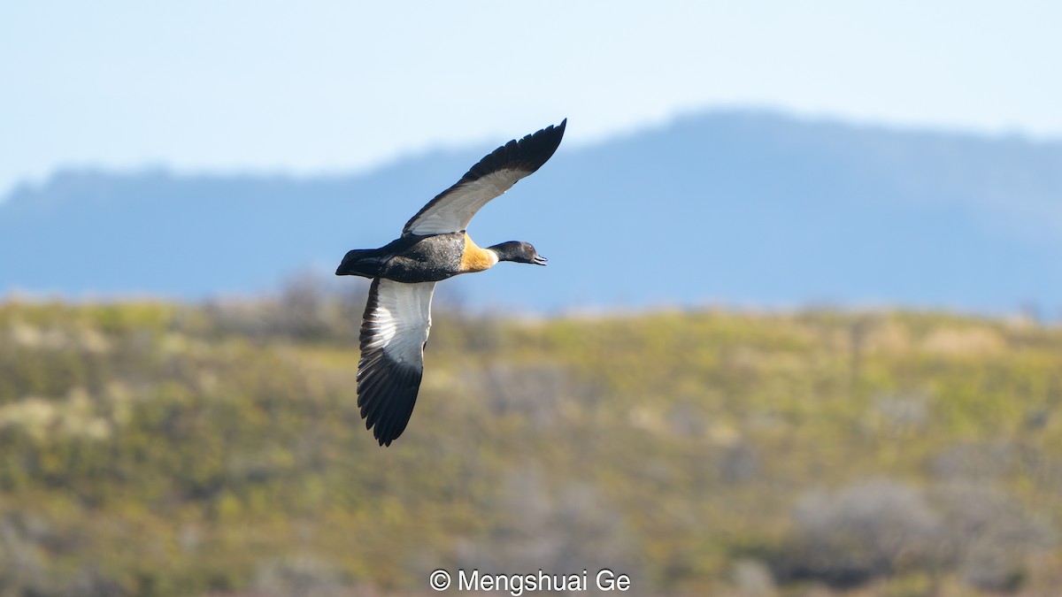 Галагаз австралійський - ML647559955