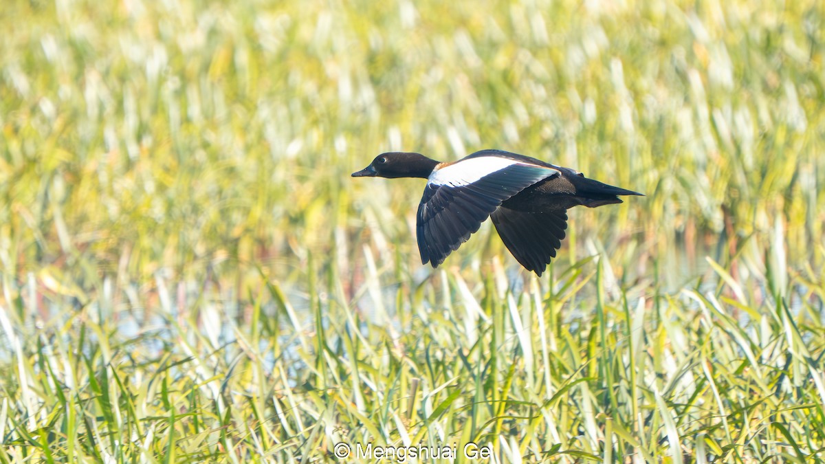 Галагаз австралійський - ML647559956