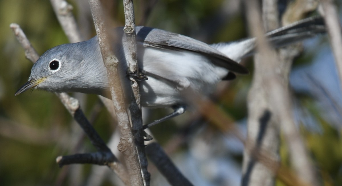 Комароловка сиза - ML647559972