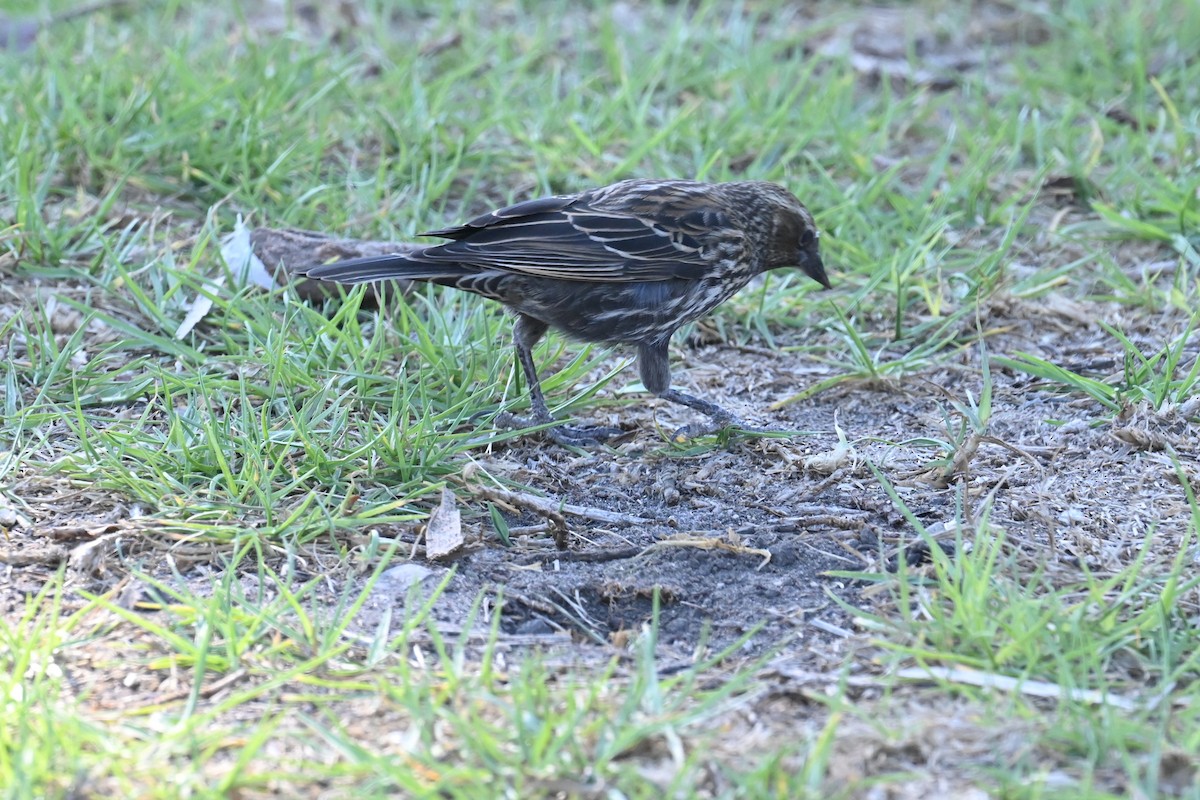 Red-winged/Tricolored Blackbird - ML647559998