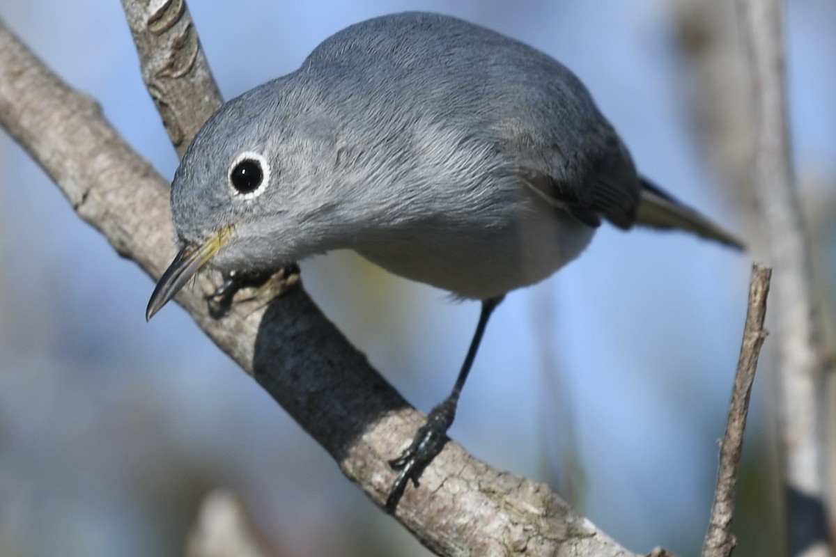 Комароловка сиза - ML647559999