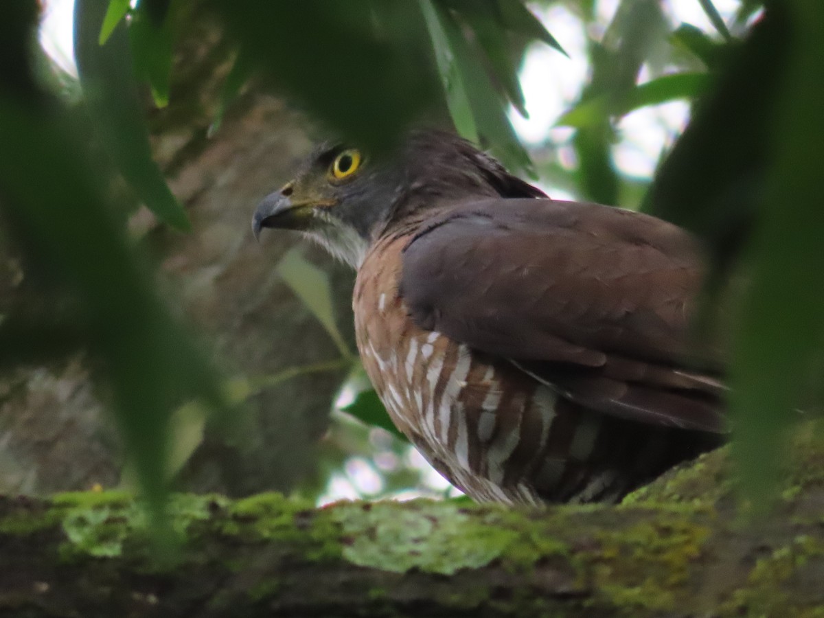 Autour huppé - ML647560012