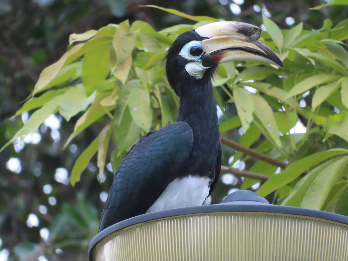 Calao pie - ML647560015