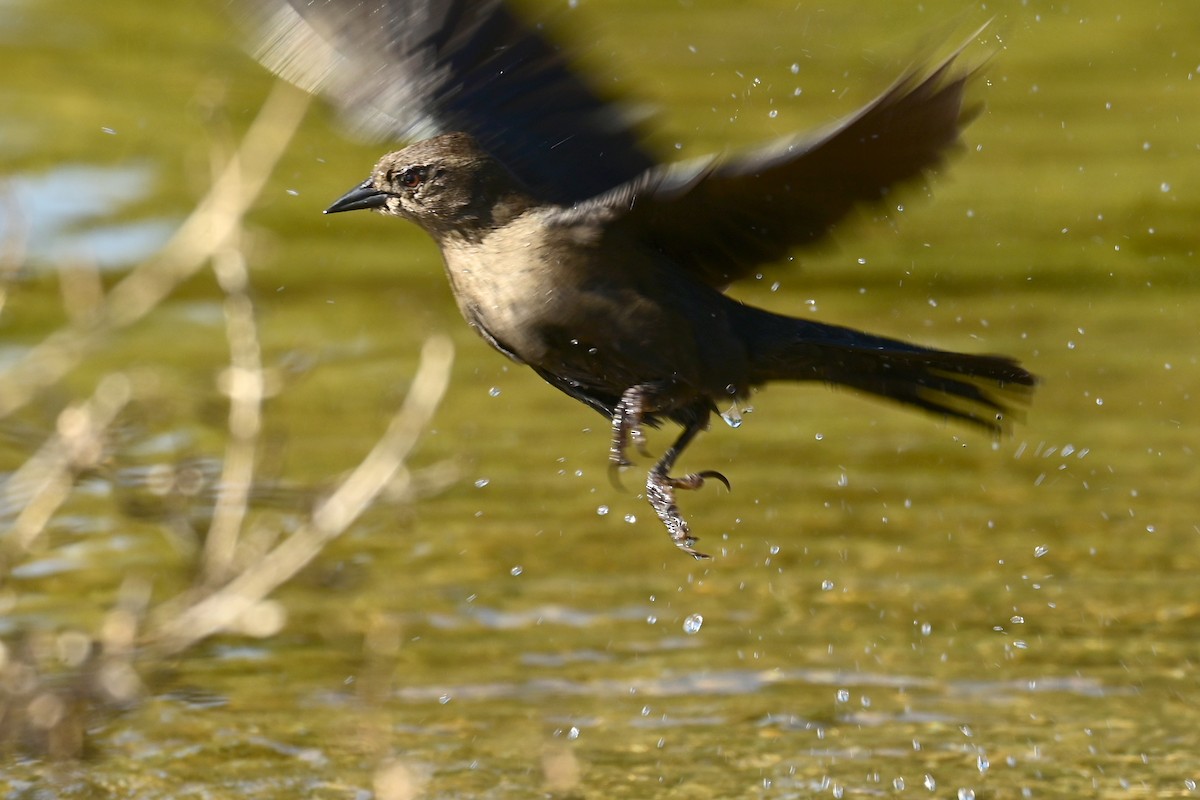Brewer's Blackbird - ML647560041