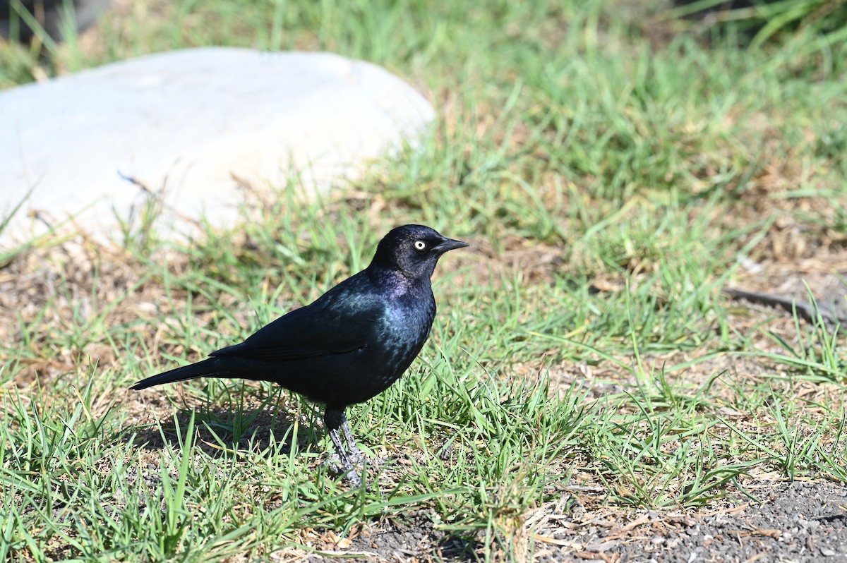Brewer's Blackbird - ML647560042
