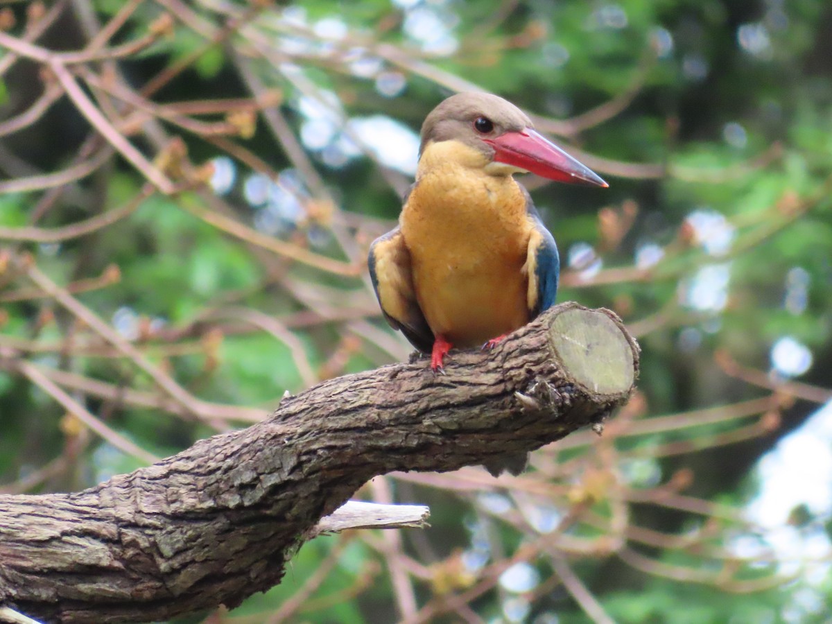 Martin-chasseur gurial - ML647560057