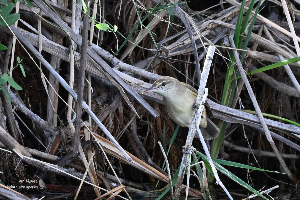 Clamorous Reed Warbler - ML647560081