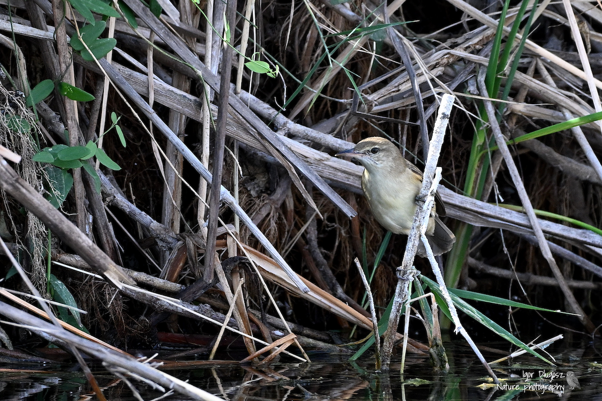 Clamorous Reed Warbler - ML647560082