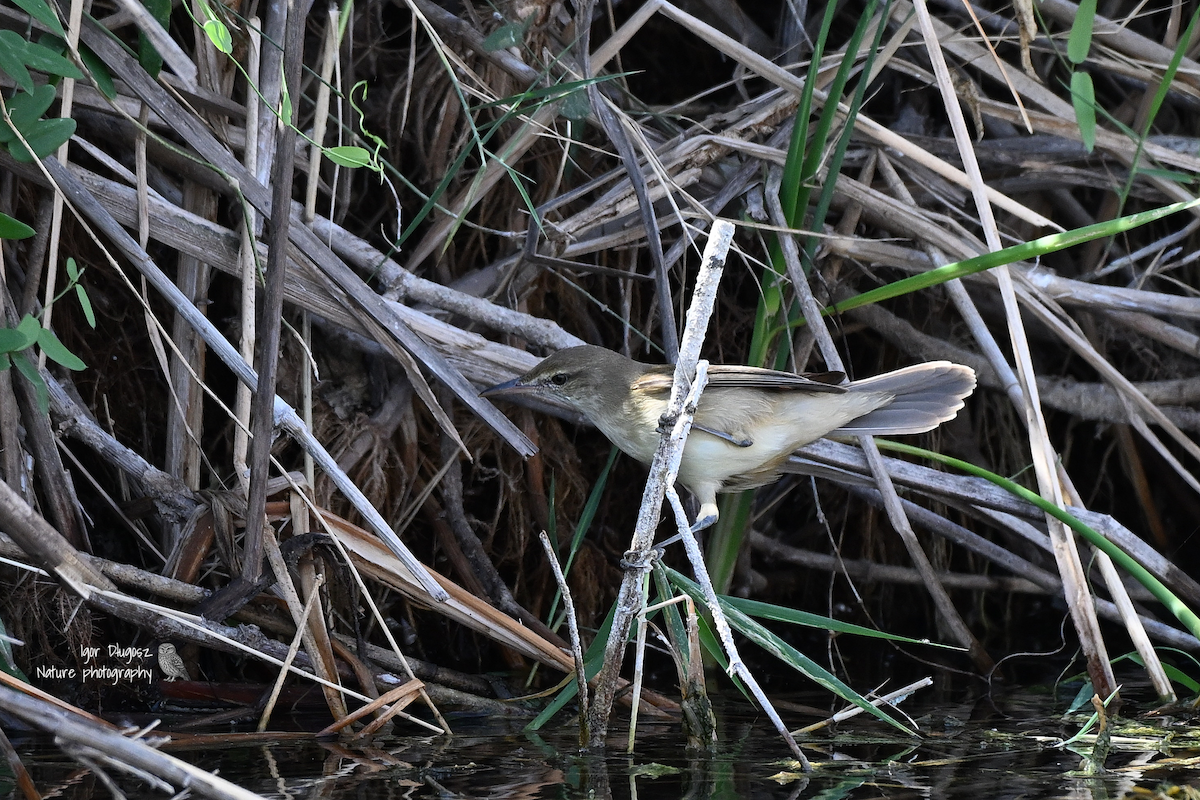 Clamorous Reed Warbler - ML647560083