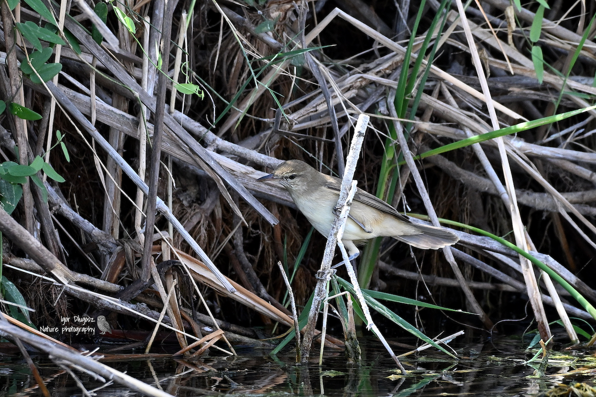 Clamorous Reed Warbler - ML647560084